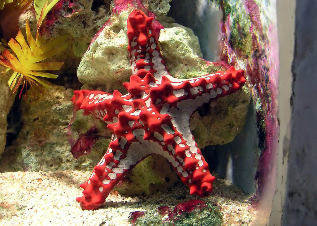 1280px-red-knobbed_starfish_arp