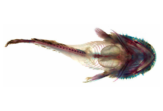 Her, i en Batrachomoeus trispinosus, kan man tydelig se den bilaterale svømmeblæren. Ved hjelp av kjappe muskler kan disse blærene vibrere individuelt og skape kompleks lyd. (Foto: Aaron N. Rice)