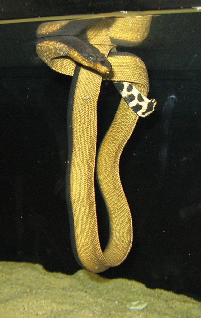 Den pelagiske havslangen Pelamis platuras. Kjelde: Wikimedia Commons