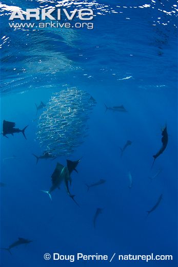 atlantic-sailfish-group-coralling-sardine-bait-ball