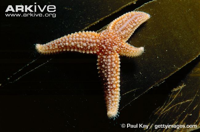 Photo from ARKive of the Common starfish (Asterias rubens) - http://www.arkive.org/common-starfish/asterias-rubens/image-A8127.html