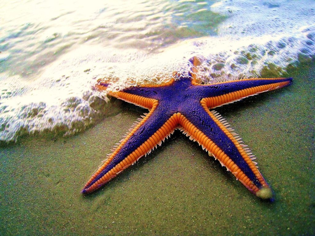 royal_starfish_astropecten_articulatus_on_the_beach