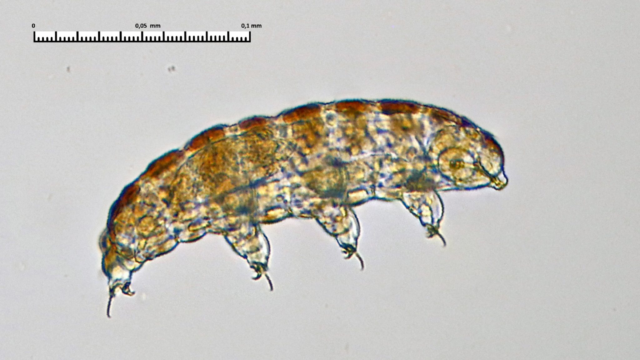 Bj rnedyr Marinbiologene bj-rnedyr-marinbiologene